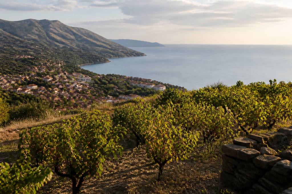 Terre des Templiers : découverte des vins de Banyuls et du terroir catalan