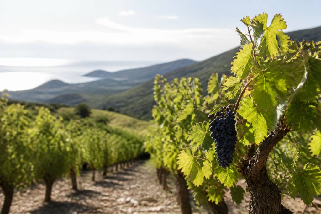 Domaine des Templiers : découverte d’un domaine viticole à Banyuls-sur-Mer