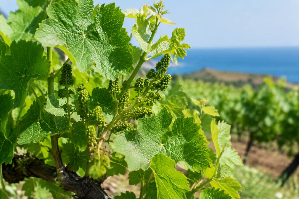 Nouaison vigne à banyuls-sur-mer : comprendre une étape clé du cycle viticole