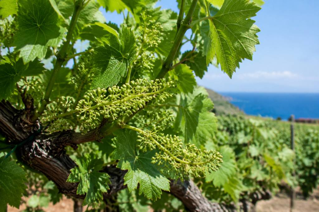 Nouaison de la vigne à Banyuls-sur-Mer : comprendre une étape clé des vins de Banyuls