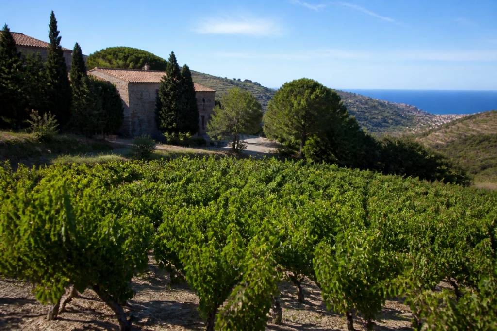 Mas de la serra à Banyuls-sur-Mer : découverte d’un domaine viticole